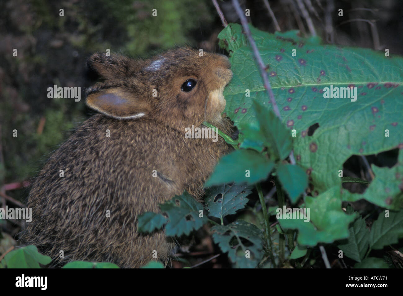 pygmy rabbit Brachylagus idahoensis feeds on vegetation in Olympic National Park Olympic Peninsula Washington Stock Photo