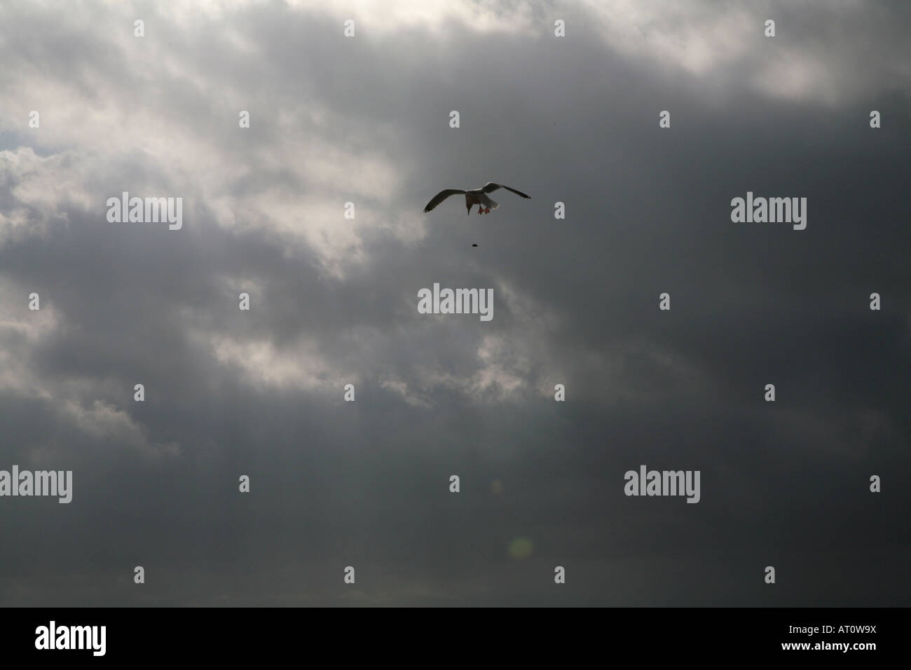 Throwing shells hi-res stock photography and images - Alamy