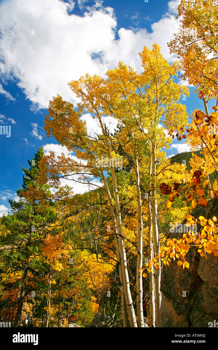 San Isabel National Forest in autumn, Colorado Stock Photo Alamy