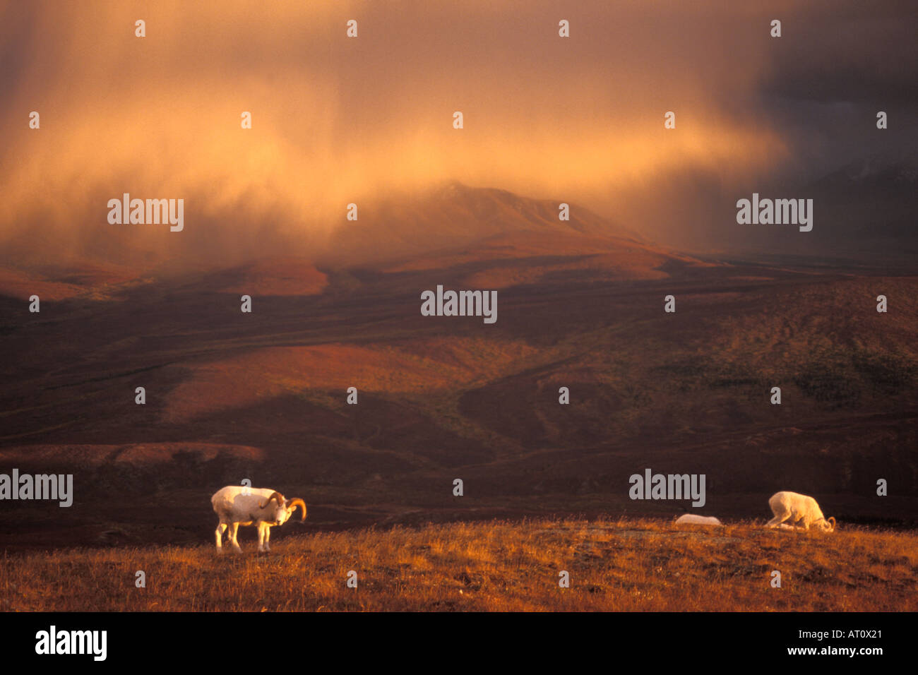 dall sheep Ovis dalli rams feeding at sunset during a rain storm on a ...