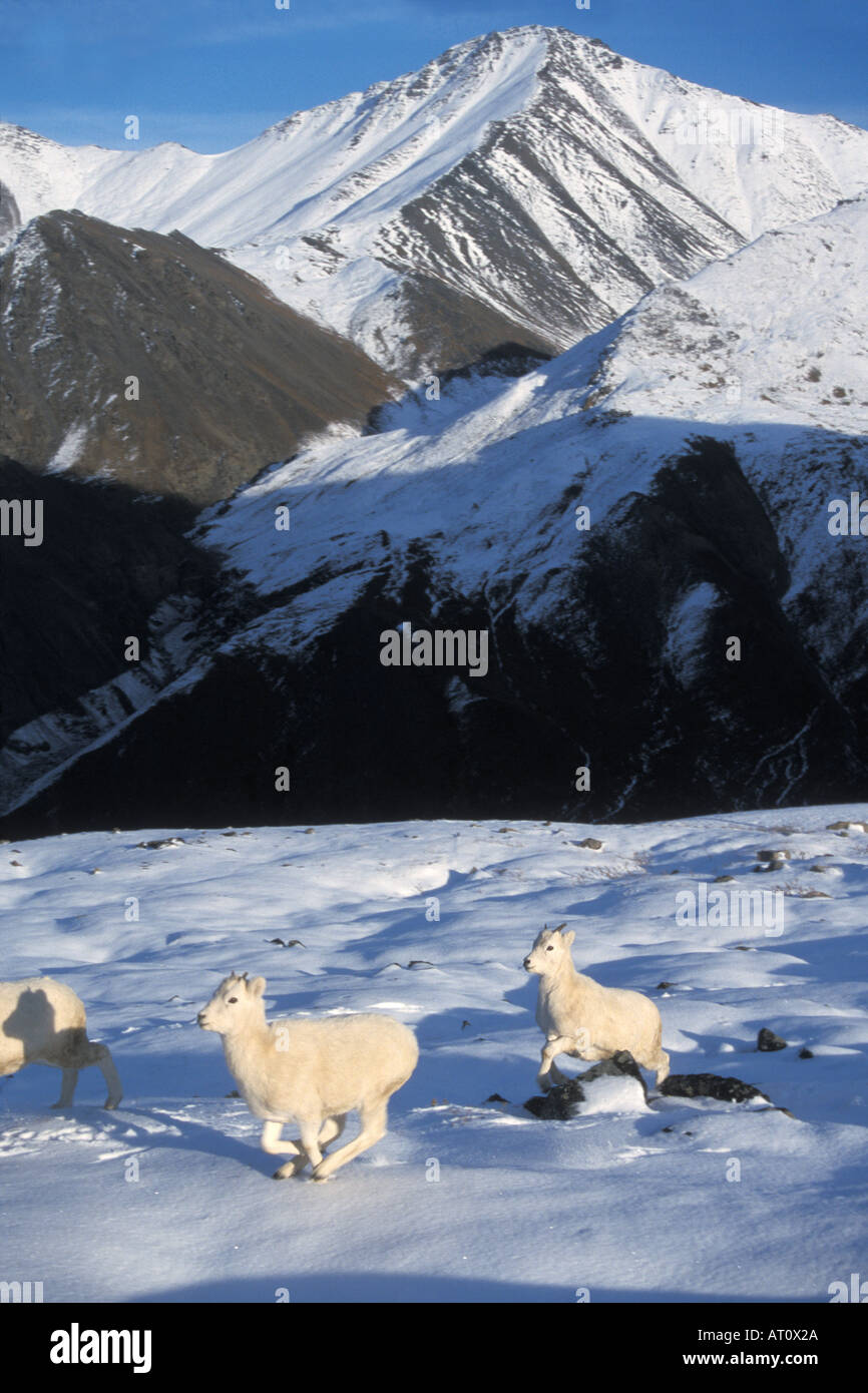 dall sheep Ovis dalli ewe and lamb run on snow covered slopes North Slope of the Brooks Range central Arctic Alaska Stock Photo