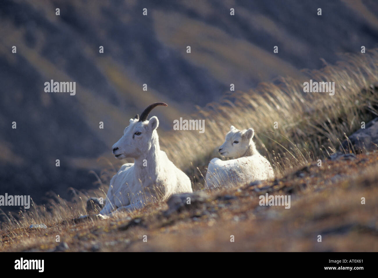 dall sheep Ovis dalli ewe and lamb rest on the North Slope of the ...