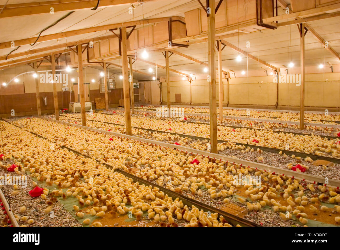 Day old chicks in chicken shed with water drinkers that ...