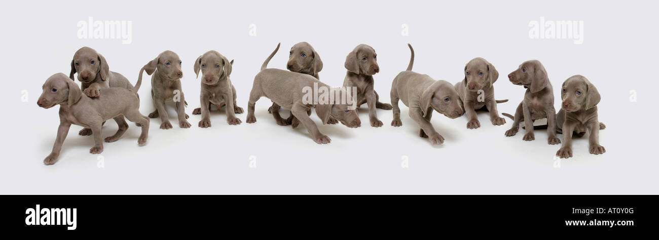 Weimaraner puppies Stock Photo