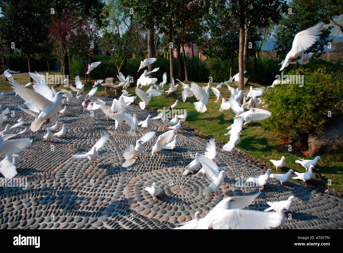 Doves in Teng Tao, Ningbo, China Stock Photo