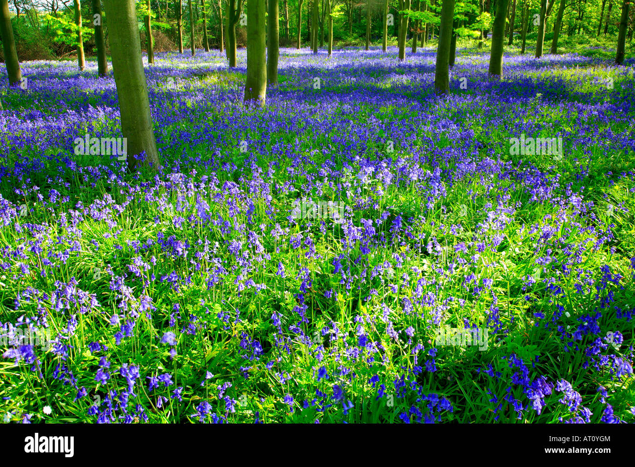 Spring Flowers In Uk Bluebell wild Spring flowers Hyacinthoides non scripta in a woodland ...
