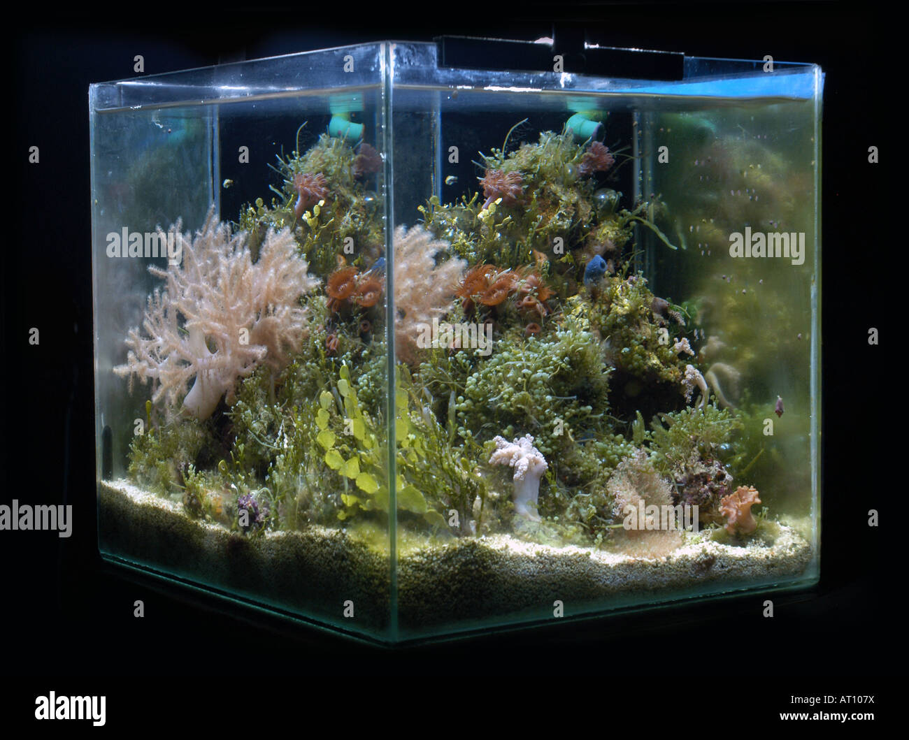 Nano Reef, small tropical marine aquarium. Stock Photo