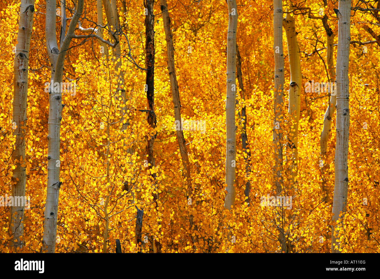 San Isabel National Forest Colorado Vinyl Decal 2-Pack - 4 Inch Car Window Bumper Sticker