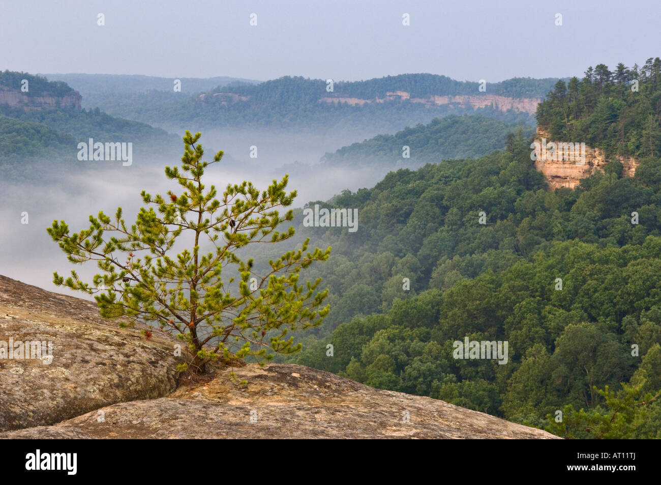 View of Forested Wilderness Area with Morning Mist from Cloud Splitter in Red River Gorge Geological Area Stock Photo