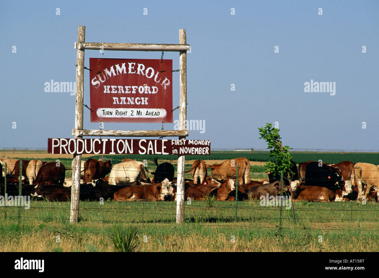 Cattle graze behind a sign announcing Summerour hereford ranch near