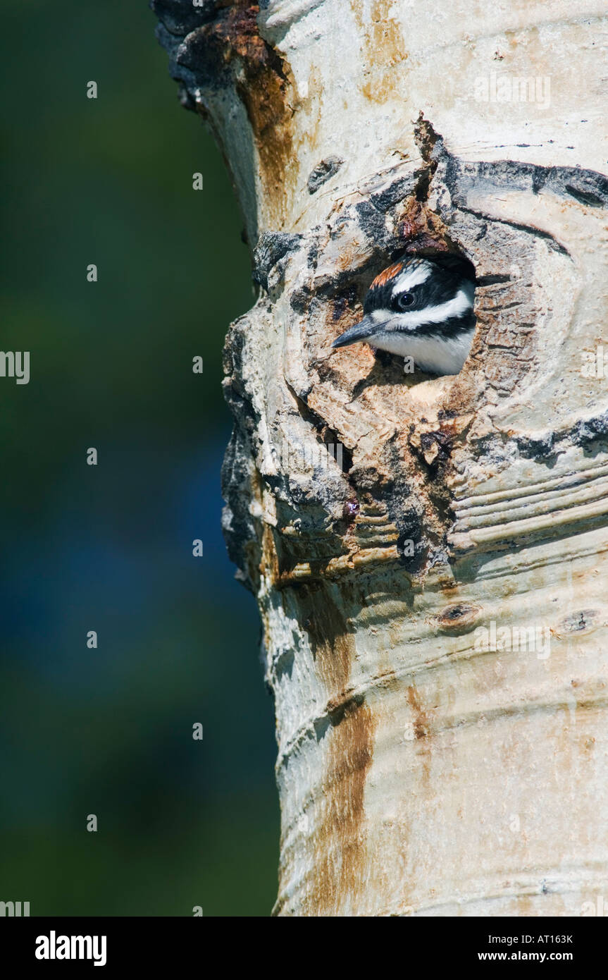 Juvenile hairy woodpecker hi-res stock photography and images - Alamy