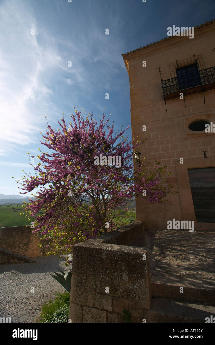 Blooming almond tree, Ronda Stock Photo