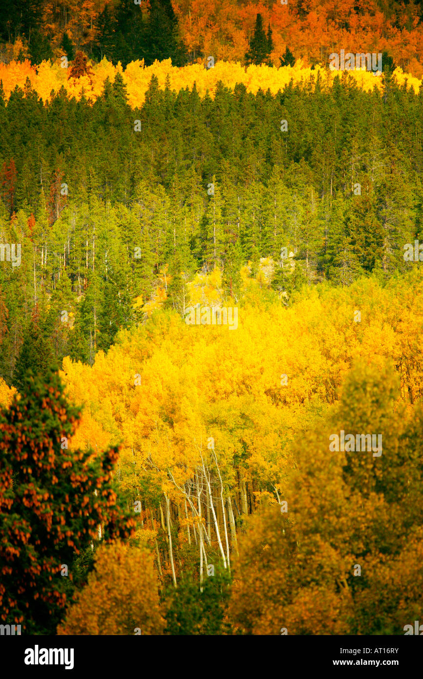 San Isabel National Forest, Colorado Stock Photo - Alamy