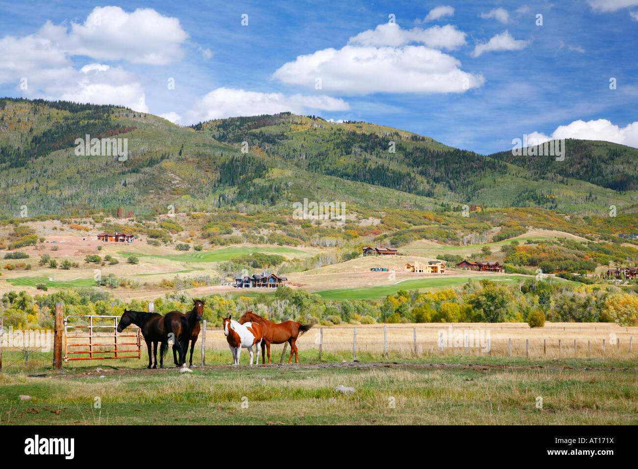 Horse pasteurs outside Steamboat Springs, Colorado Stock Photo Alamy