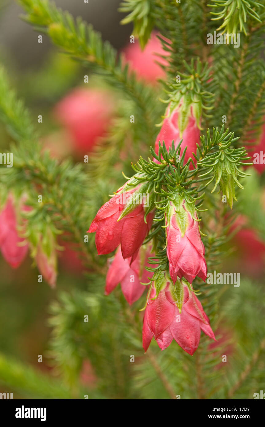 Gilham's Bell (Darwinia oxylepis) flowers cultivated Banksia Farm Mt Barker Western Australia Stock Photo