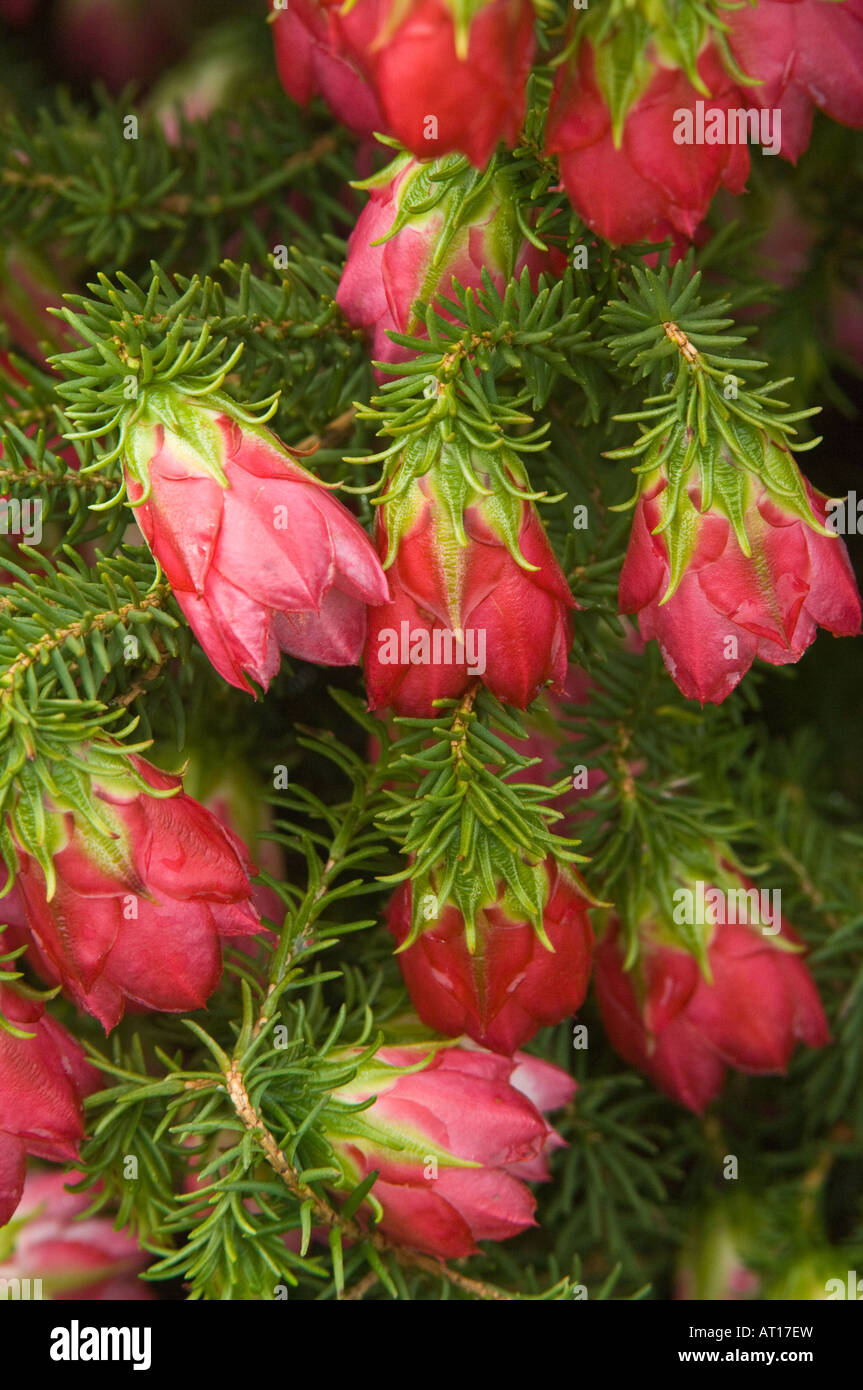 Gilham's Bell (Darwinia oxylepis) flowers cultivated Banksia Farm Mt Barker Western Australia October Stock Photo