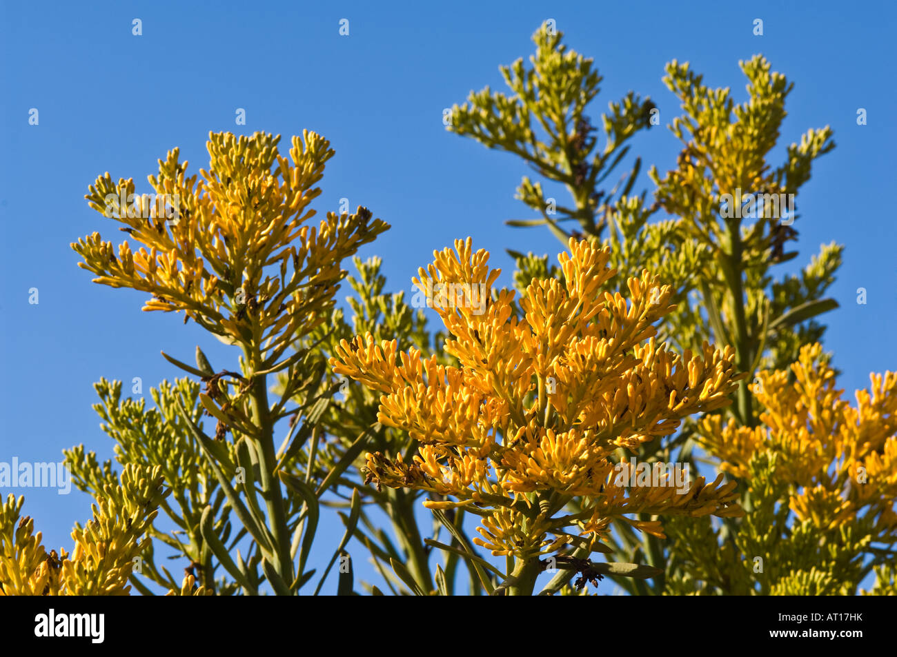 Western Australian Christmas Tree Nuytsia floribunda flowers in Fitzgerald River National Park Australia, October Stock Photo