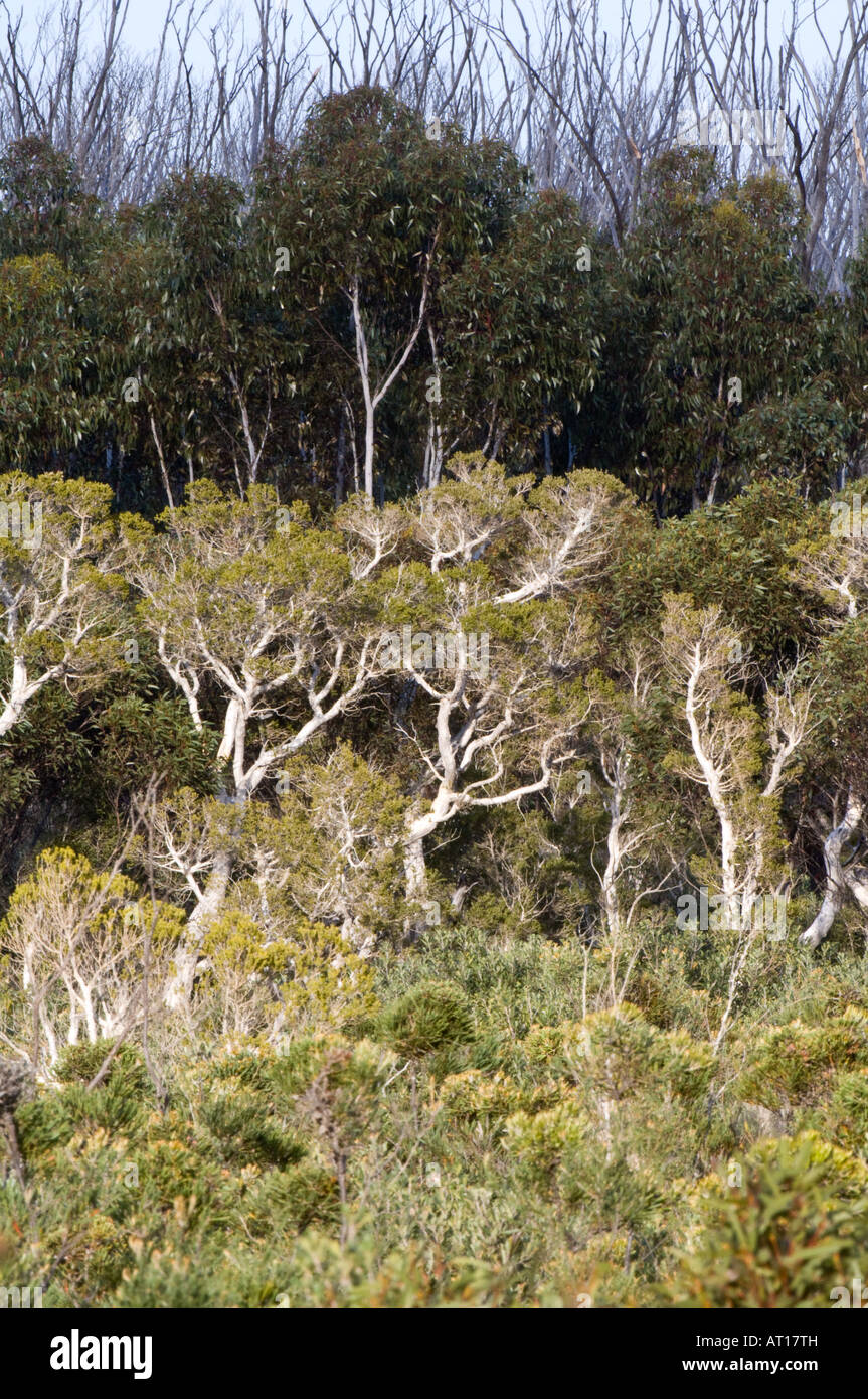 Ecualyptus grows along Hamersley Drive Fitzgerald River National Park Western Australia October Stock Photo