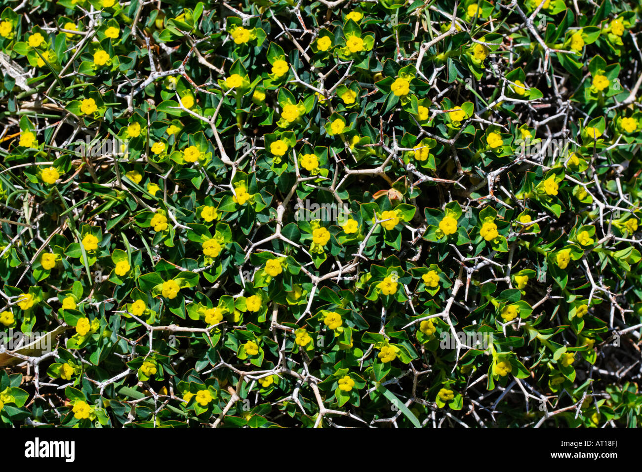 Greek spiny spurge, Euphorbia acanthothamnos Stock Photo