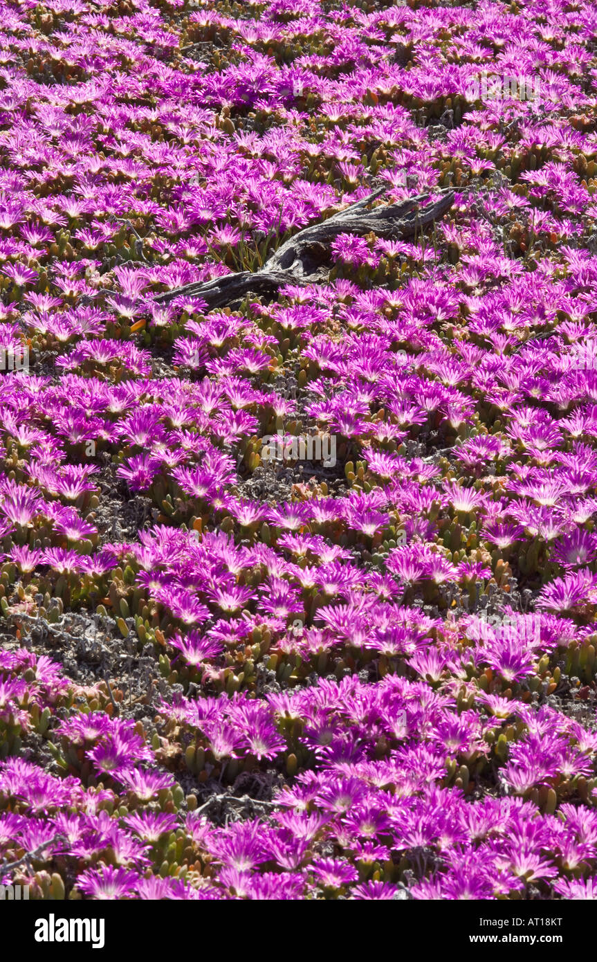 Angular Pigface (Carpobrotus glaucescens) flowers coast of Lake Grace Western Australia October Stock Photo