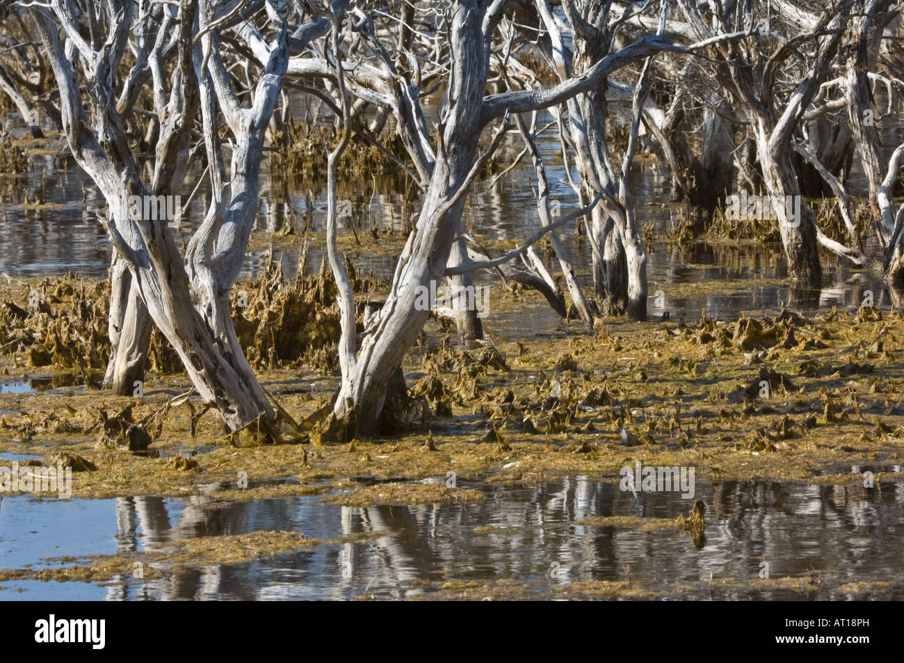 Habitat around Hopetoun Jerdacuttup Lakes Western Australia October