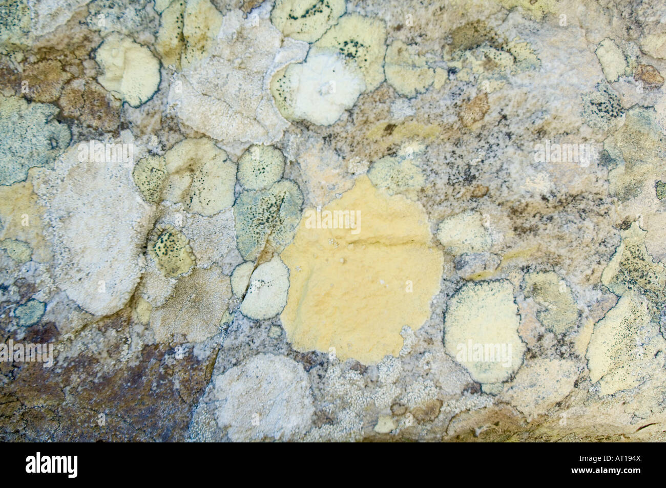 Variety of Lichen possibly Pertusaria macloviana and Lecanora capistrata cover quartzite rocks at Ordnance Point Gypsy Cove Stock Photo