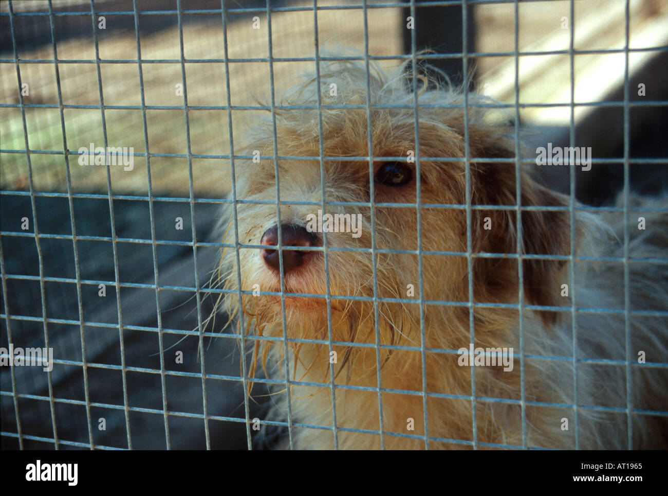 dog in kennels Stock Photo Alamy