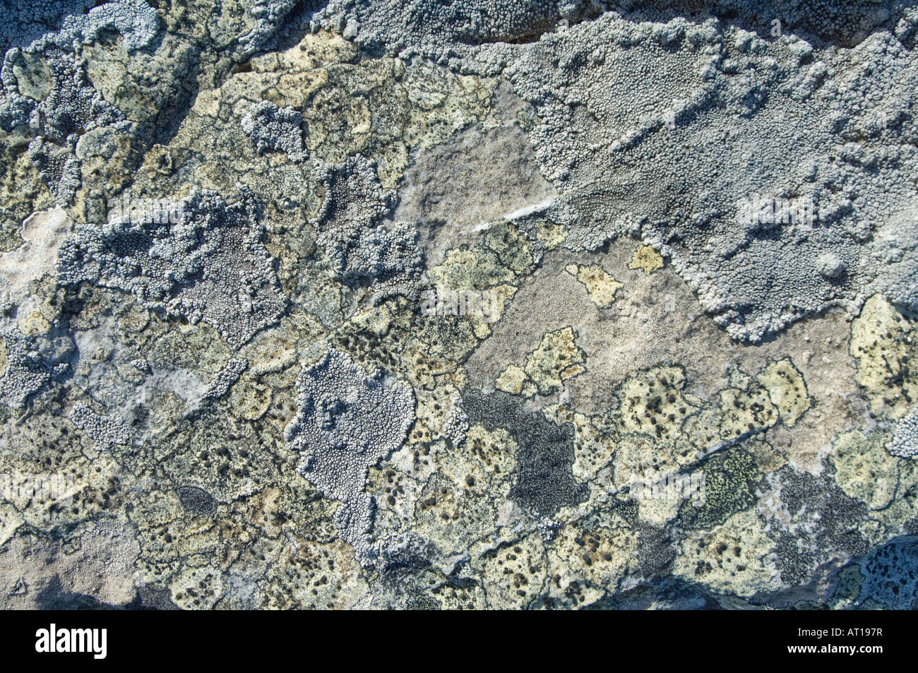 Variety of Lichen cover quartzite rocks at Ordnance Point Gypsy Cove Stanley East Falkland South Atlantic Ocean December Stock Photo