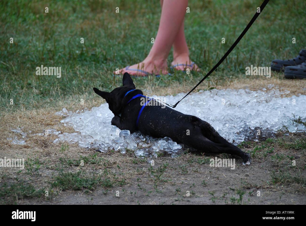 Dog on ice. Stock Photo