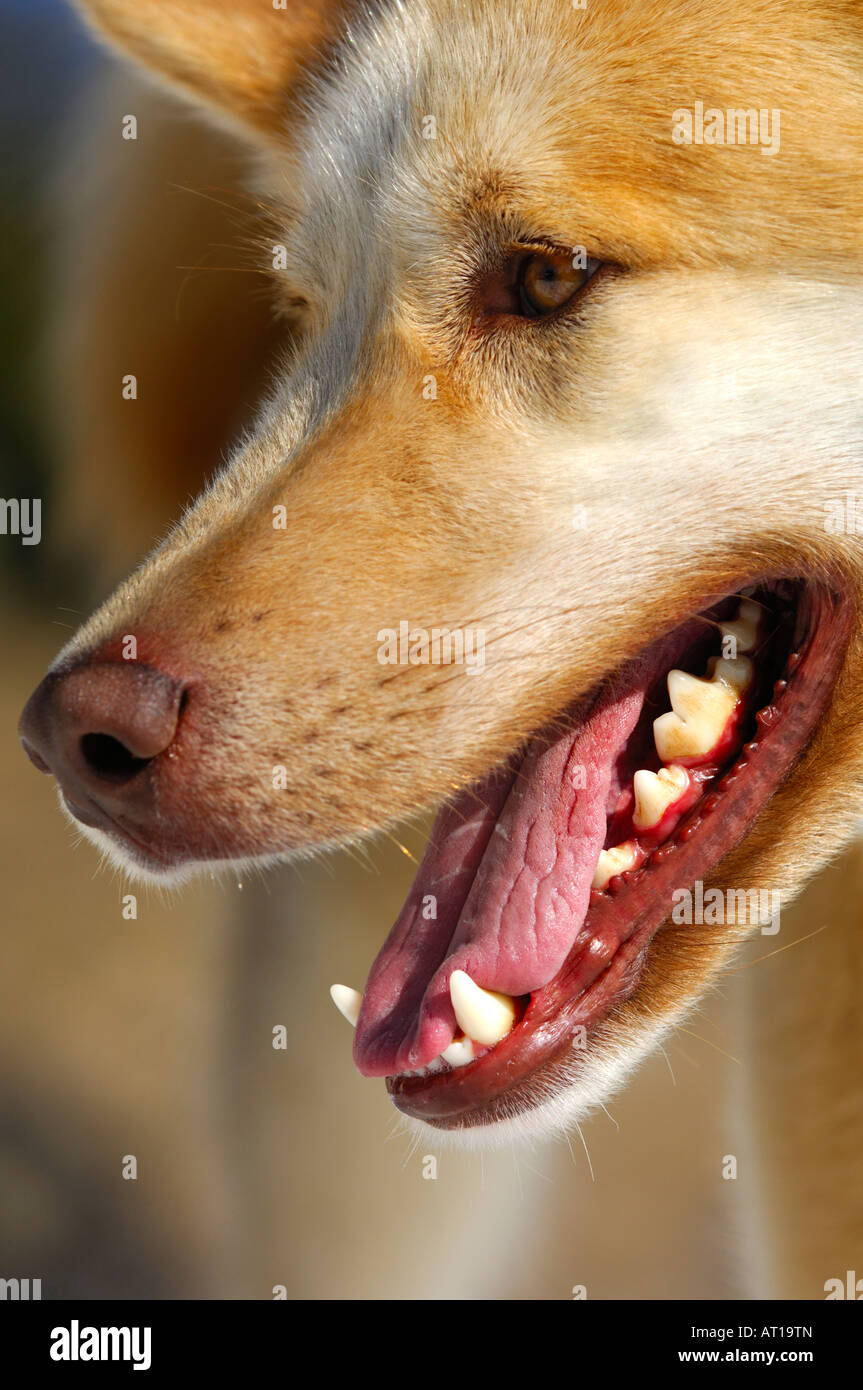 Teeth denture snout Greenland Dog sledge dog sled dog Stock Photo