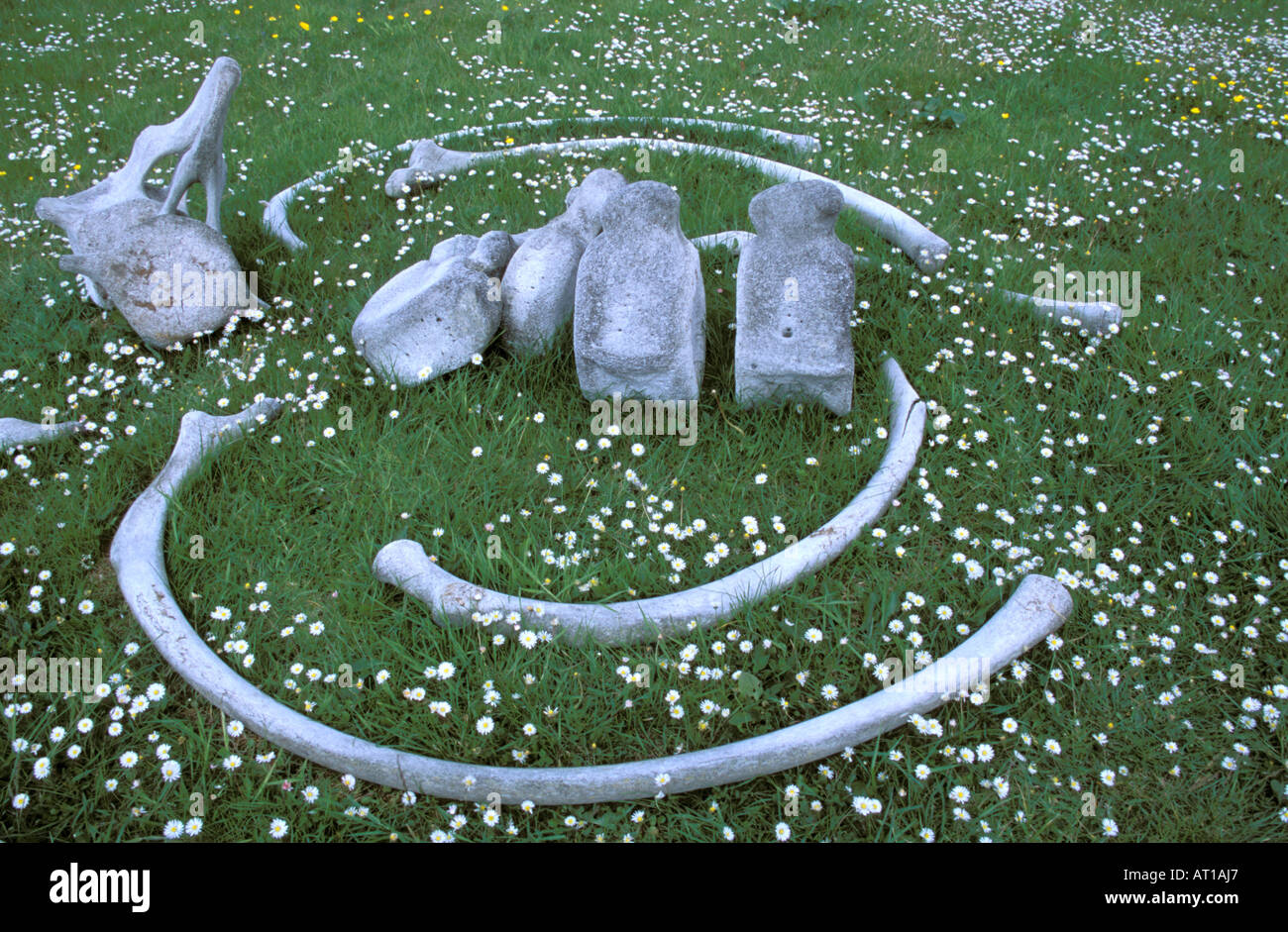 Ireland, Inishmore, Aran Island, Whale Bones Stock Photo - Alamy