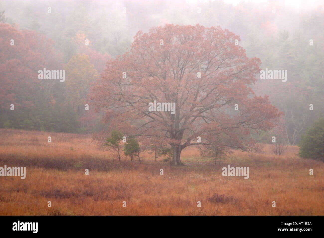 Tree shrouded in Mist during rain in Cades Cove Great Smoky Mountains