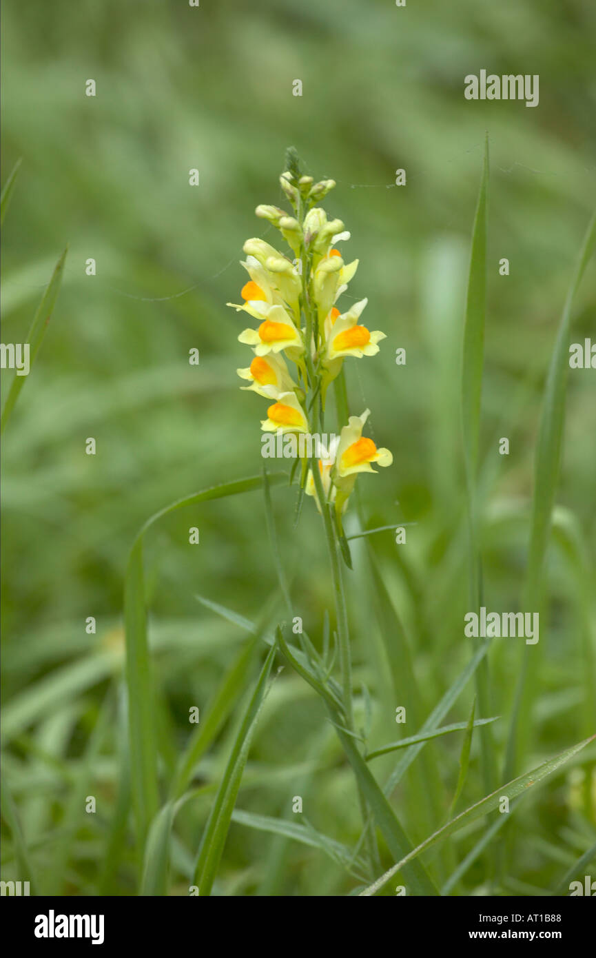 Butter and eggs Common Toadflax Flower Linarria vulgaris Maine Stock Photo