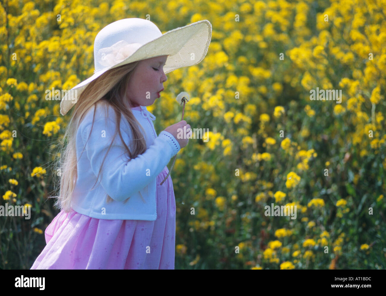 Little girl in hat blowing dandelion in field of  yellow rapeseed flower Stock Photo