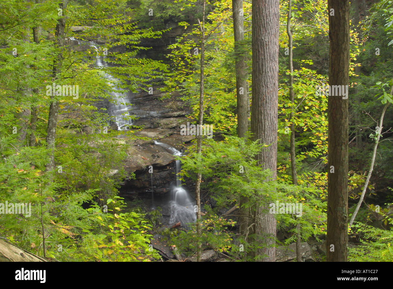 View of Through Forest Upper Boardtree Falls Waterfall Savage Gulf