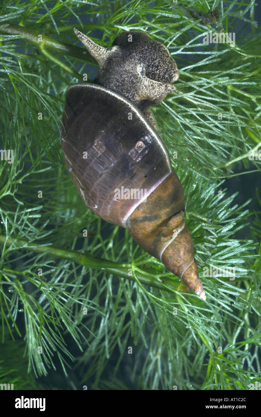 Great Pond Snail Stock Photo - Alamy