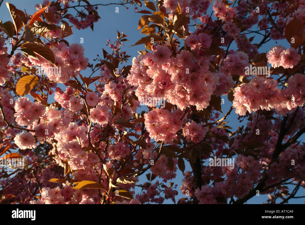 Cherry blossom location hi-res stock photography and images - Alamy