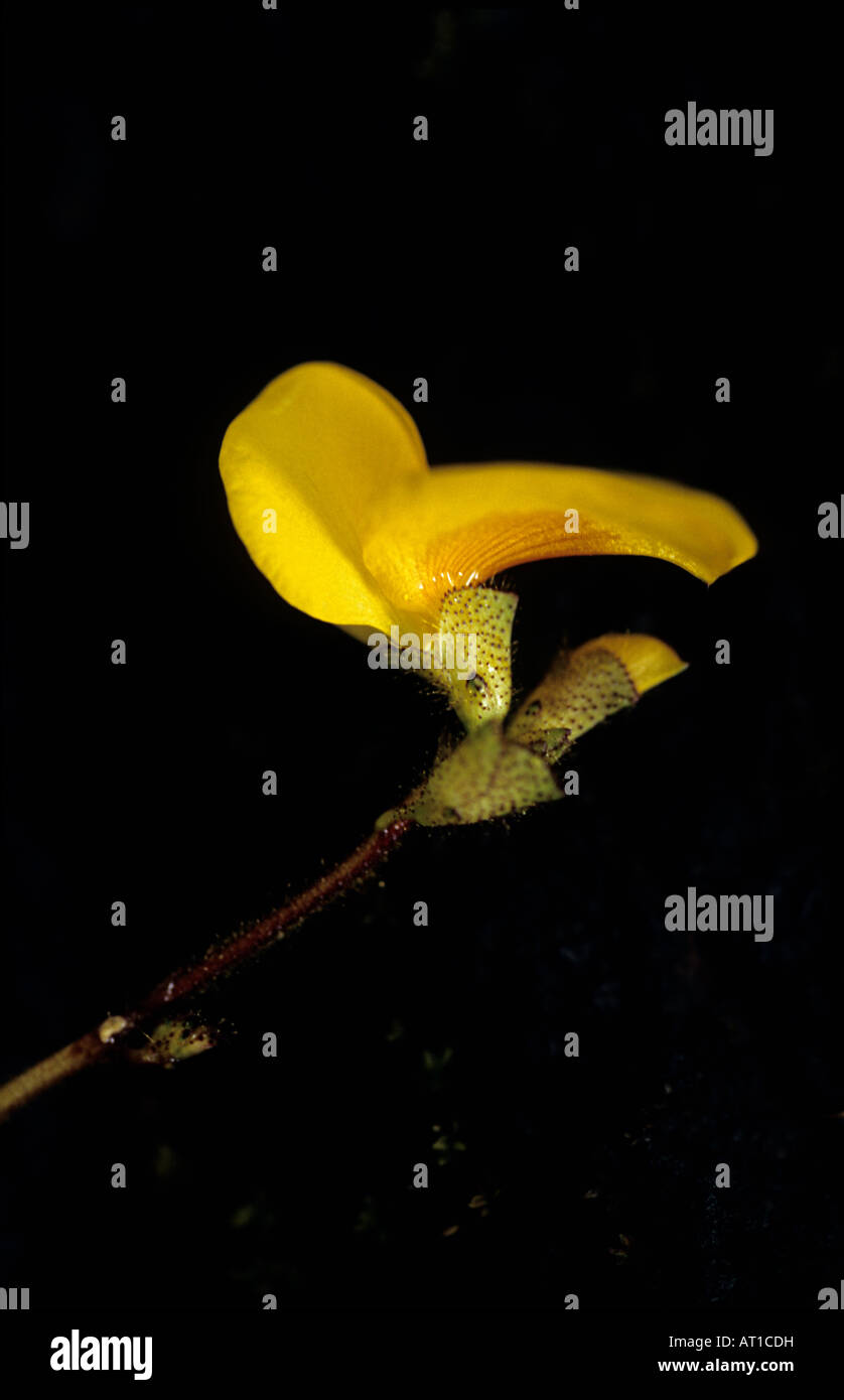 Smithia hirsuta, Fabaceae showing glandular hairs on calyrc indicating protocarnivorous, Western Ghats, India. Stock Photo