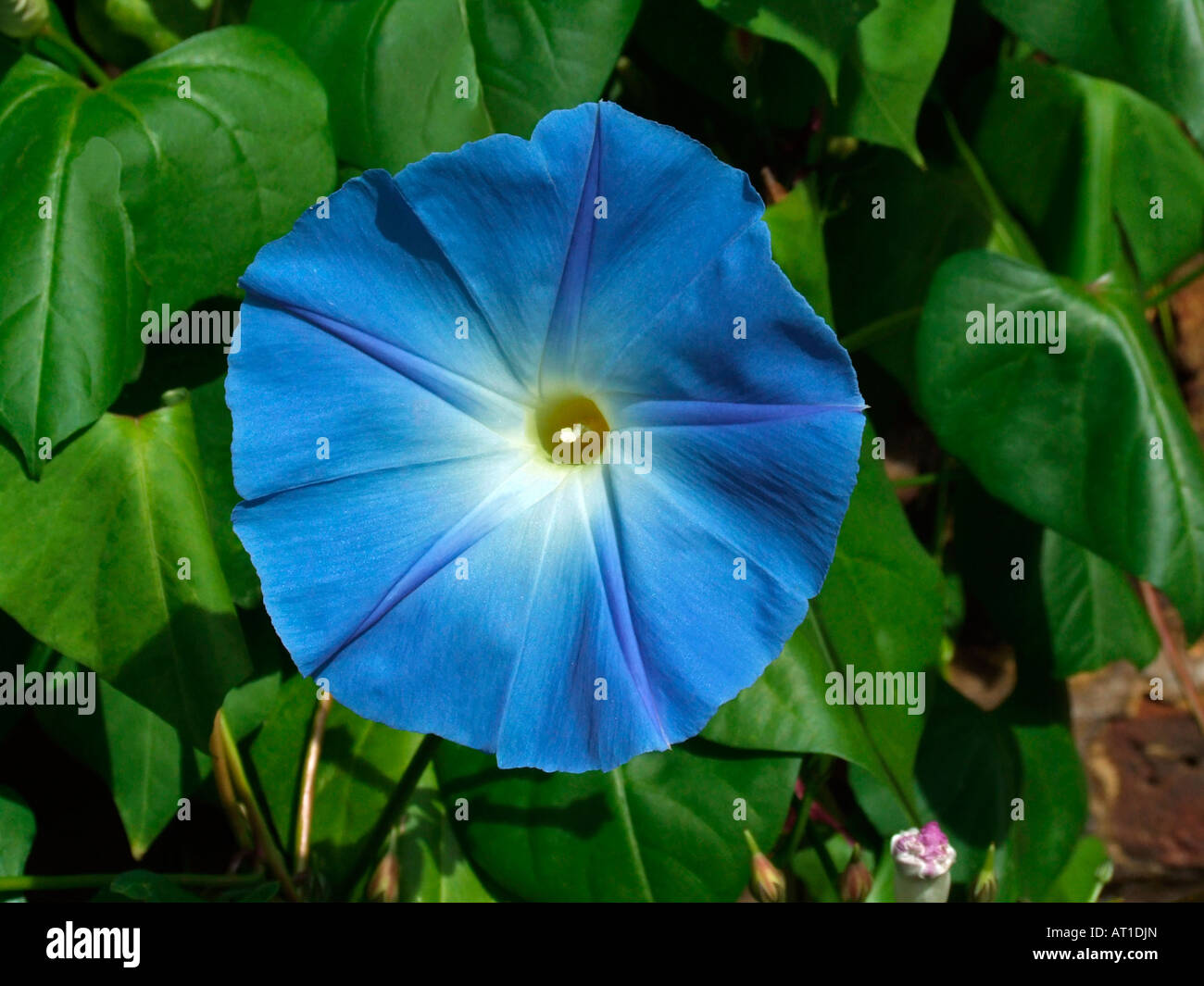 Ipomoea tricolor, Heavenly Blue, Morning glory Stock Photo