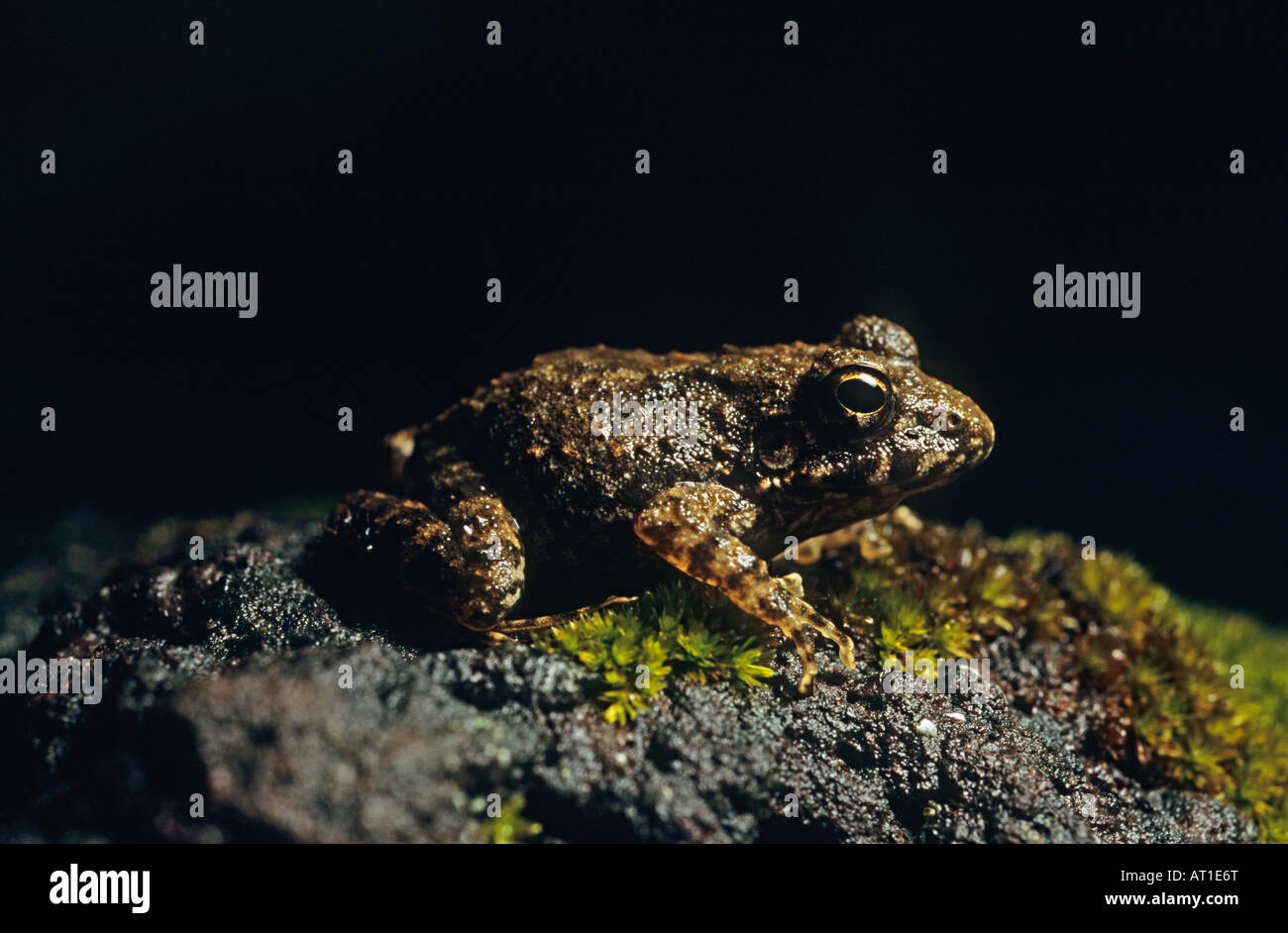 Frog on Laterite Plateau Lateral view, Amphibian, Western Ghats, India. Stock Photo