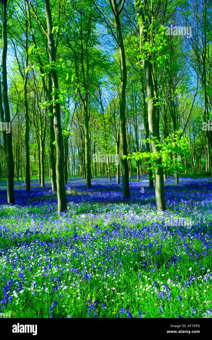 Bluebell wild Spring flowers Hyacinthoides non scripta in a woodland