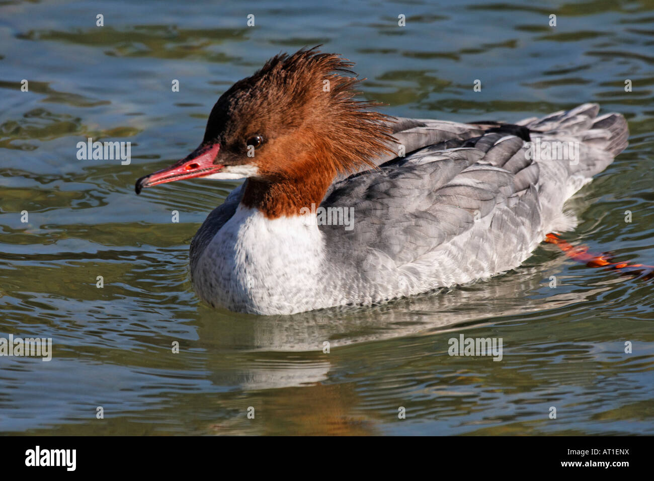 Gaensesänger, Mergus merganser,  Anatidae, Goosander, Harle bievre Stock Photo