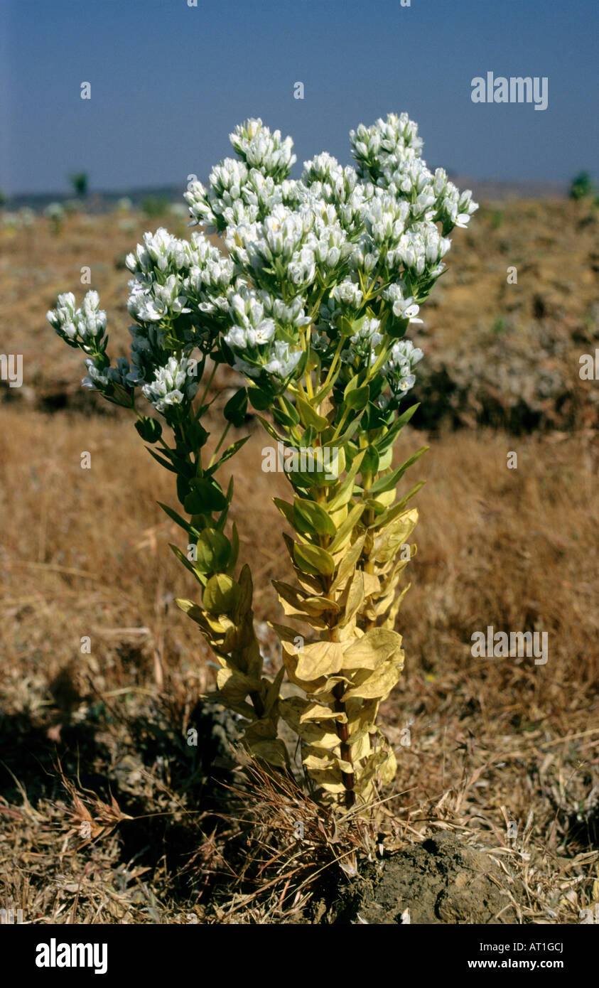 Sweritia decussata large attreactive herb on hill tops of Western Ghats seen at Mahableshwar, Maharastra, India. Stock Photo