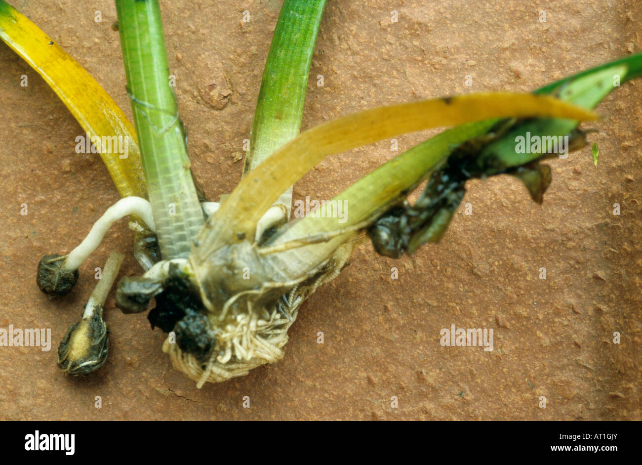 Endemic habitat specific annual Eriocaulon tuberiferum tubers seen on roots, grows in seasonal puddles on Western Ghats Stock Photo