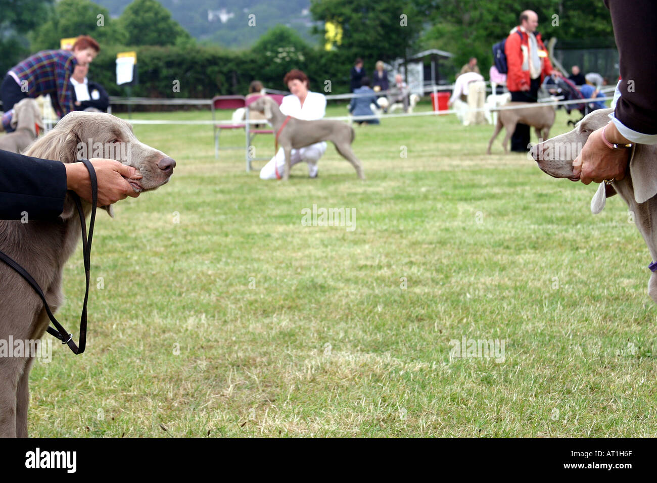 dog owners at three counties dog show malvern worcs dogs being judged Stock Photo