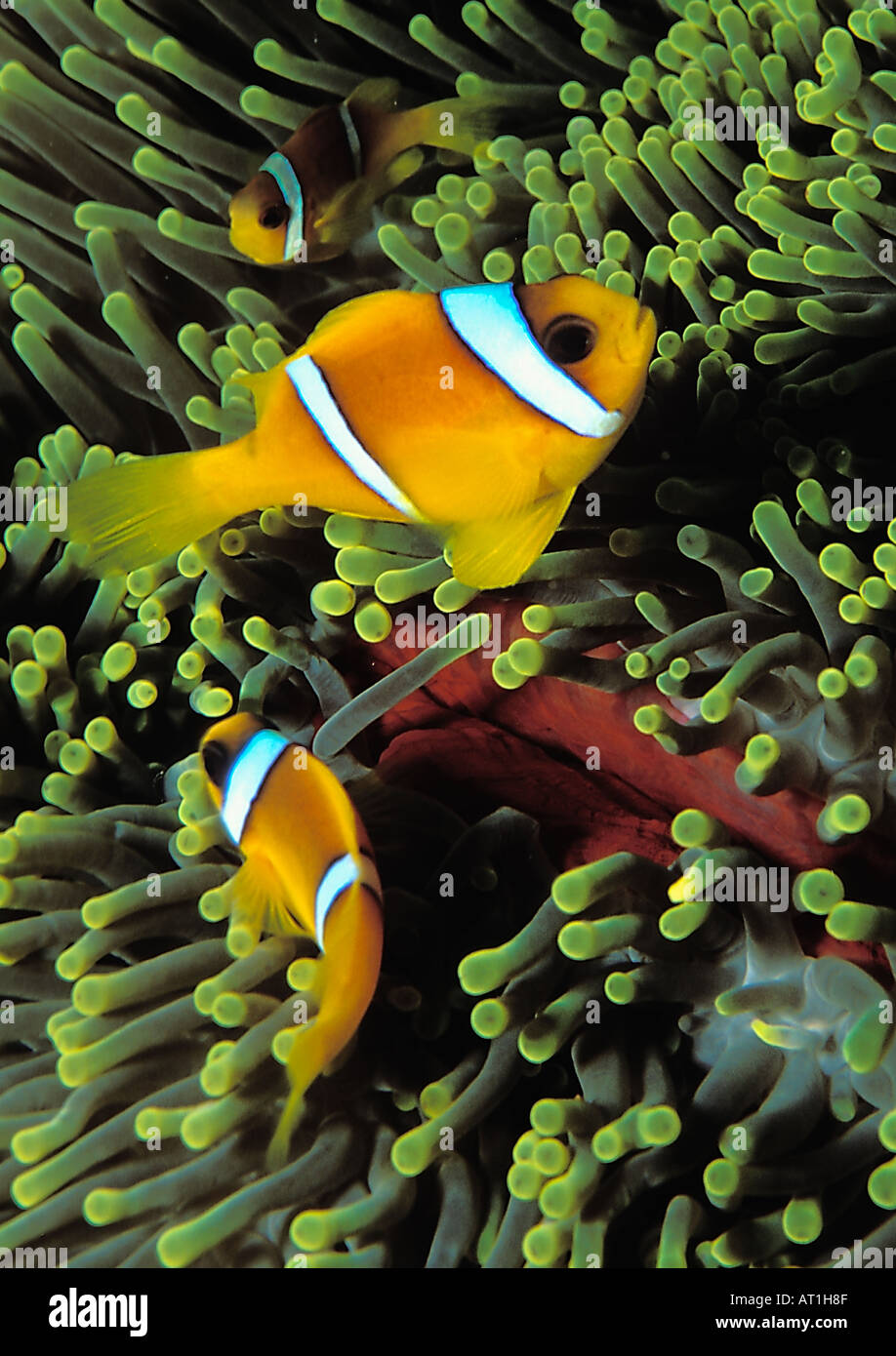 Amphiprion bicinctus Red Sea two banded clownfish Clown fish Fish Red Sea Indian Ocean Egypt Sea anemones Anthozoa Cnidaria Stock Photo