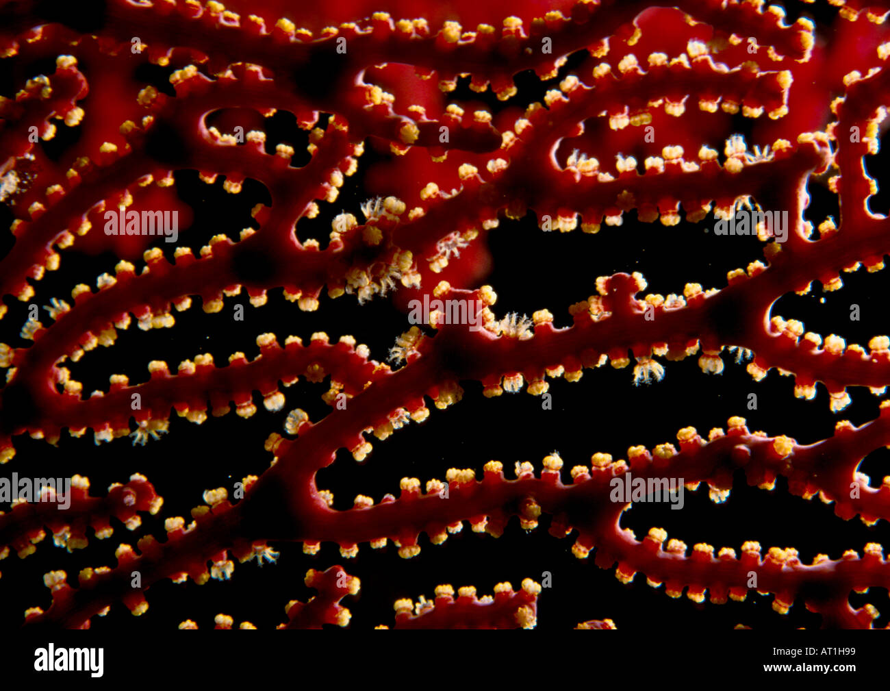Acabaria splendens Knotted Fan Coral Faan Coral Octocorals Gorgonian Red sea Indian Ocean Egypt Stock Photo