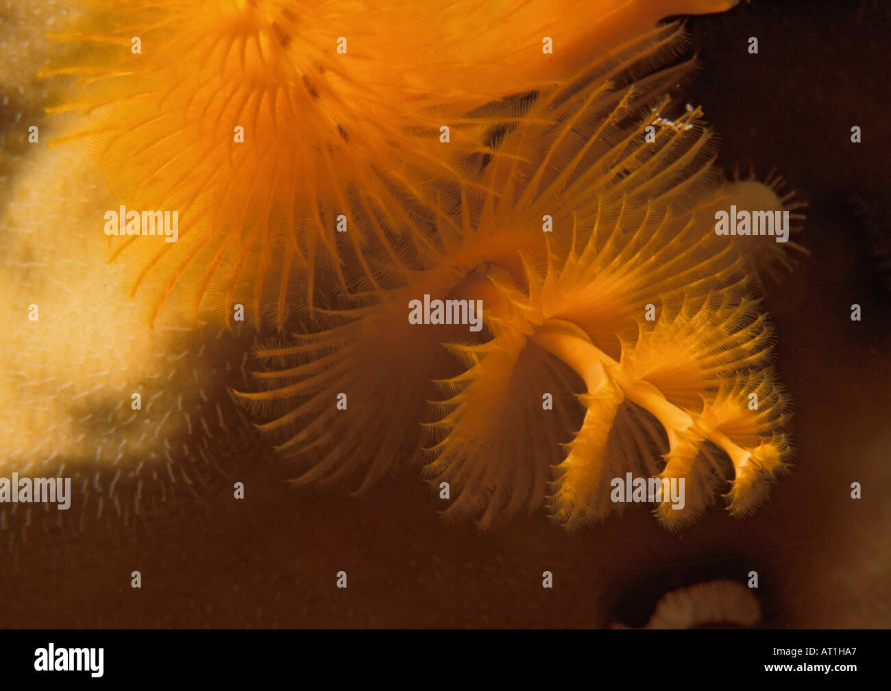 Spirobranchus giganteus Christmas tree worms Sea worm Polychaeta