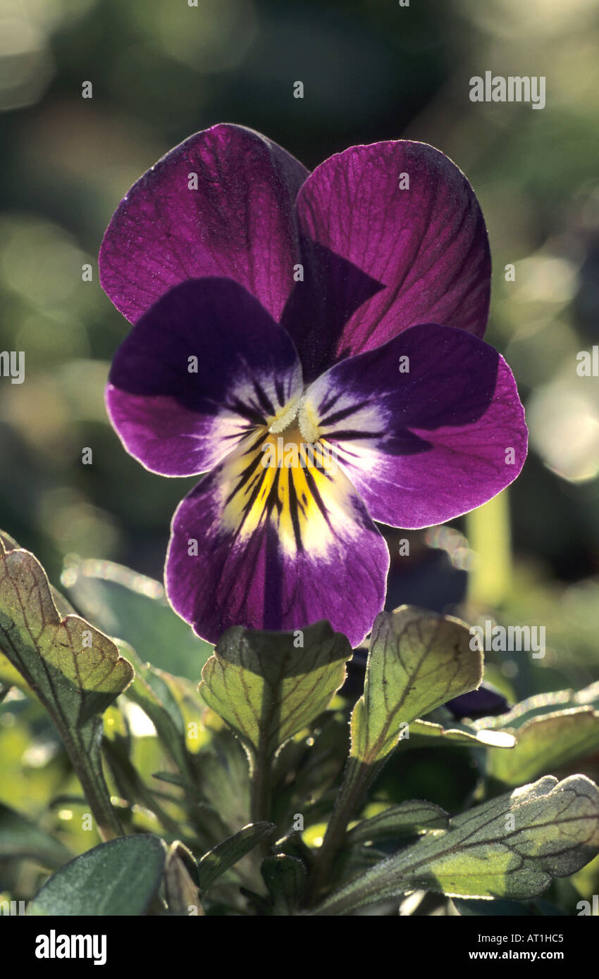 Viola corneta Horned Pansy Stock Photo