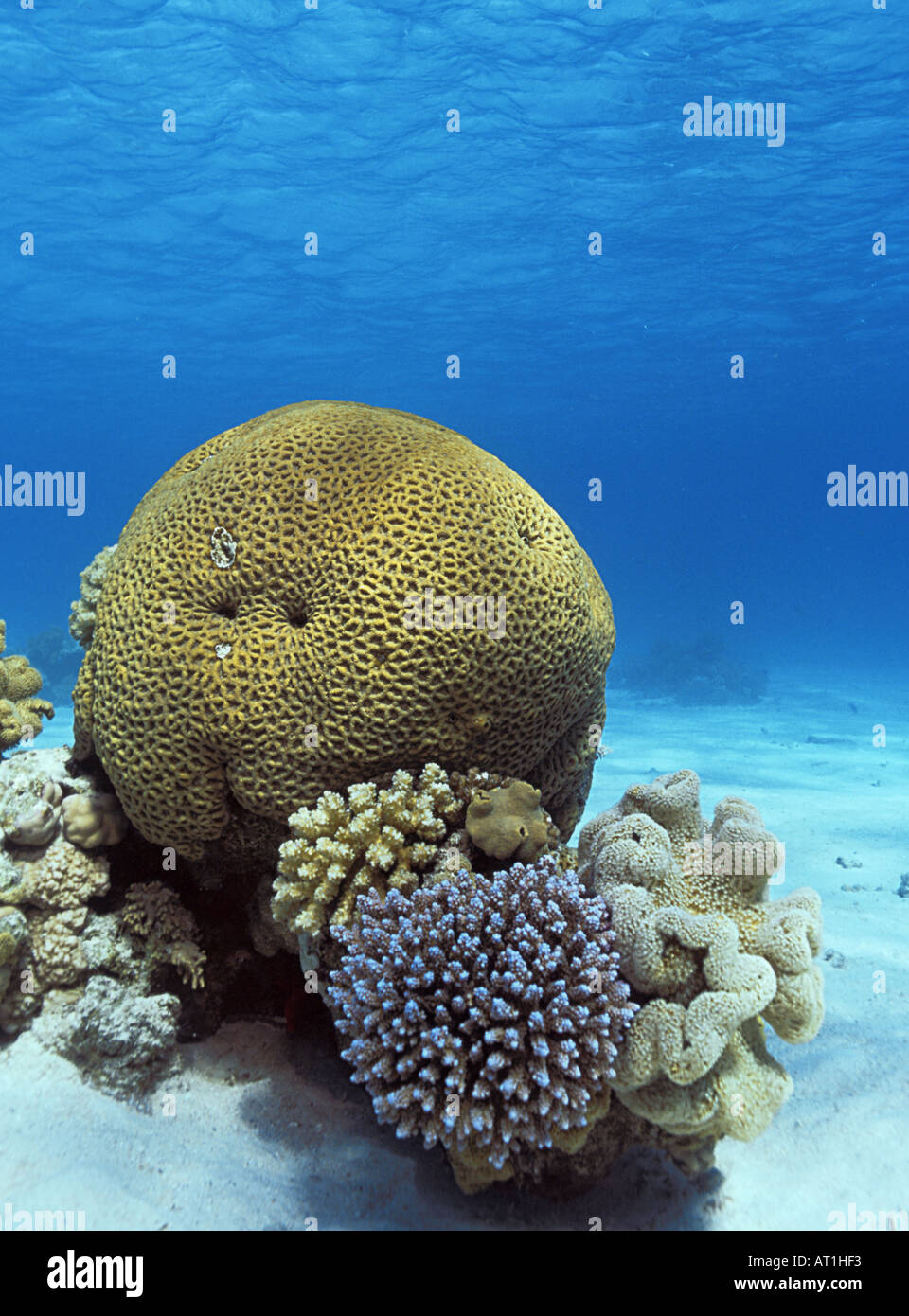Corals Cnidaria Red sea Indian Ocean Egypt Stock Photo